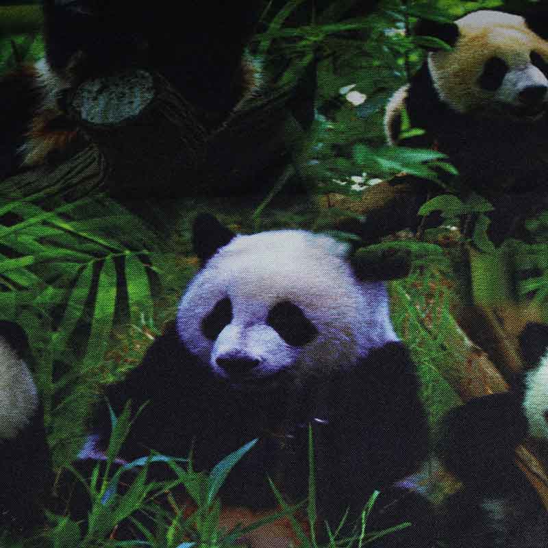 Terlenka fabric panda digital print
