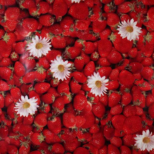 Tafelzeil deluxe strawberry